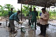 Giữ mủ tốt, sản lượng tăng